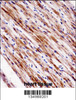 NR1D2 Antibody immunohistochemistry analysis in formalin fixed and paraffin embedded human heart tissue followed by peroxidase conjugation of the secondary antibody and DAB staining.