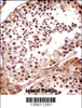 TNKS Antibody immunohistochemistry analysis in formalin fixed and paraffin embedded human testis tissue followed by peroxidase conjugation of the secondary antibody and DAB staining.
