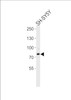 Western blot analysis in SH-SY5Y cell line lysates (35ug/lane) .