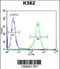 Flow cytometric analysis of K562 cells (right histogram) compared to a negative control cell (left histogram) .FITC-conjugated donkey-anti-rabbit secondary antibodies were used for the analysis.