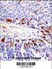 Mouse Sgk269 Antibody immunohistochemistry analysis in formalin fixed and paraffin embedded mouse stomach tissue followed by peroxidase conjugation of the secondary antibody and DAB staining.