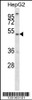 Western blot analysis in HepG2 cell line lysates (35ug/lane) .