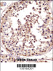 TSPY Antibody immunohistochemistry analysis in formalin fixed and paraffin embedded human testis tissue followed by peroxidase conjugation of the secondary antibody and DAB staining.