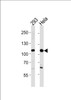 Western blot analysis in 293, Hela cell line lysates (35ug/lane) .