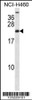 Western blot analysis in NCI-H460 cell line lysates (35ug/lane) .