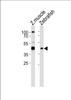 Western blot analysis of lysates from zebra fish muscle, Zebrafish tissue lysate (from left to right) , using RBM22 Antibody at 1:1000 at each lane.