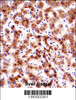 SEC61B Antibody immunohistochemistry analysis in formalin fixed and paraffin embedded human liver tissue followed by peroxidase conjugation of the secondary antibody and DAB staining.