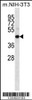 Western blot analysis in mouse NIH-3T3 cell line lysates (35ug/lane) .