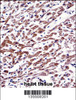 MOV10 Antibody immunohistochemistry analysis in formalin fixed and paraffin embedded human heart tissue followed by peroxidase conjugation of the secondary antibody and DAB staining.