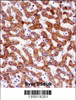 IHH Antibody immunohistochemistry analysis in formalin fixed and paraffin embedded human liver tissue followed by peroxidase conjugation of the secondary antibody and DAB staining.