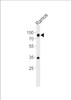 Western blot analysis of lysate from Ramos cell line, using CD19Antibody at 1:500.