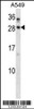 Western blot analysis in A549 cell line lysates (35ug/lane) .