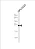 Western blot analysis in RPMI8226 cell line lysates (35ug/lane) .