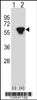 Western blot analysis of PRKAR2B using rabbit polyclonal PRKAR2B Antibody using 293 cell lysates (2 ug/lane) either nontransfected (Lane 1) or transiently transfected (Lane 2) with the PRKAR2B gene.