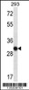 Western blot analysis in 293 cell line lysates (35ug/lane) .