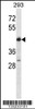 Western blot analysis in 293 cell line lysates (35ug/lane) .