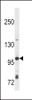 Western blot analysis in Ramos cell line lysates (35ug/lane) .