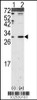 Western blot analysis of DKK2 using DKK2 Antibody using 293 cell lysates (2 ug/lane) either nontransfected (Lane 1) or transiently transfected with the DKK2 gene (Lane 2) .