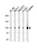 Western blot analysis in HL-60, MCF-7, mouse NIH/3T3 cell line, rat liver and spleen lysates (35ug/lane) .