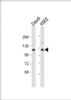Western Blot at 1:1000 dilution Lane 1: Daudi whole cell lysate Lane 2: K562 whole cell lysate Lysates/proteins at 20 ug per lane.
