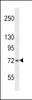 Western blot analysis in 293 cell line lysates (35ug/lane) .