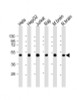 Western Blot at 1:2000 dilution Lane 1: Hela whole cell lysate Lane 2: HepG2 whole cell lysate Lane 3: Jurkat whole cell lysate Lane 4: Raji whole cell lysate Lane 5: mouse brain lysate Lane 6: rat brain lysate Lysates/proteins at 20 ug per lane.