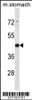 Western blot analysis in mouse stomach tissue lysates (35ug/lane) .