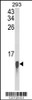 Western blot analysis of FAU Antibody in 293 cell line lysates (35ug/lane)