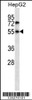 Western blot analysis in HepG2 cell line lysates (35ug/lane) .