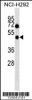 Western blot analysis in NCI-H292 cell line lysates (35ug/lane) .