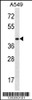 Western blot analysis in A549 cell line lysates (35ug/lane) .