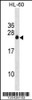 Western blot analysis in HL-60 cell line lysates (35ug/lane) .