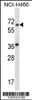 Western blot analysis in NCI-H460 cell line lysates (35ug/lane) .