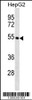 Western blot analysis in HepG2 cell line lysates (35ug/lane) .