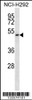 Western blot analysis in NCI-H292 cell line lysates (35ug/lane) .