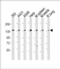 Western Blot at 1:2000 dilution Lane 1: 293 whole cell lysate Lane 2: A431 whole cell lysate Lane 3: A549 whole cell lysate Lane 4: Hela whole cell lysate Lane 5: mouse spleen lysate Lane 6: mouse testis lysate Lane 7: rat lung lysate Lysates/proteins at 20 ug per lane.