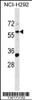 Western blot analysis in NCI-H292 cell line lysates (35ug/lane) .