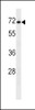 Western blot analysis in NCI-H460 cell line lysates (35ug/lane) .