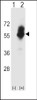 Western blot analysis of SLC7A1 using rabbit polyclonal SLC7A1 Antibody using 293 cell lysates (2 ug/lane) either nontransfected (Lane 1) or transiently transfected (Lane 2) with the SLC7A1 gene.