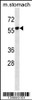 Western blot analysis in mouse stomach tissue lysates (35ug/lane) .