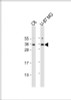 Western Blot at 1:1000 dilution Lane 1: C6 whole cell lysate Lane 2: U-87 MG whole cell lysate Lysates/proteins at 20 ug per lane.