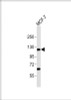 Western Blot at 1:2000 dilution + MCF-7 whole cell lysates Lysates/proteins at 20 ug per lane.