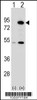 Western blot analysis of THOC1 using rabbit polyclonal THOC1 Antibody using 293 cell lysates (2 ug/lane) either nontransfected (Lane 1) or transiently transfected (Lane 2) with the THOC1 gene.