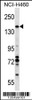 Western blot analysis in NCI-H460 cell line lysates (35ug/lane) .