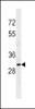 Western blot analysis in K562 cell line lysates (35ug/lane) .