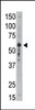 Antibody is used in Western blot to detect Siglec9 in mouse liver tissue lysate.