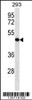 Western blot analysis in 293 cell line lysates (35ug/lane) .