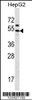 Western blot analysis in HepG2 cell line lysates (35ug/lane) .