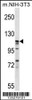 Western blot analysis in mouse NIH-3T3 cell line lysates (35ug/lane) .