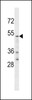 Western blot analysis in U251 cell line lysates (35ug/lane) .